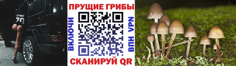 Псилоцибиновые грибы прущие грибы  дарнет шоп  Щёлкино 